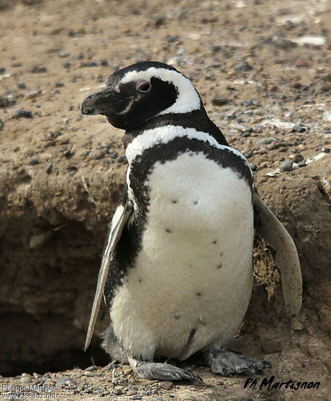 Manchot de Magellanadulte, identification