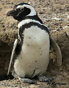 Magellanic Penguin