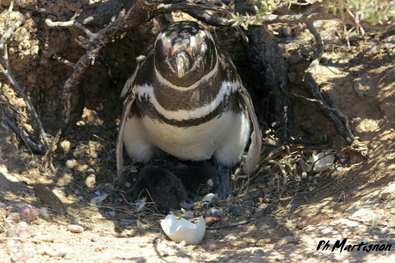 Magellanic Penguin