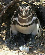 Magellanic Penguin