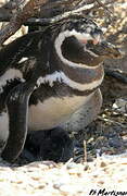 Magellanic Penguin