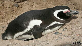 Magellanic Penguin