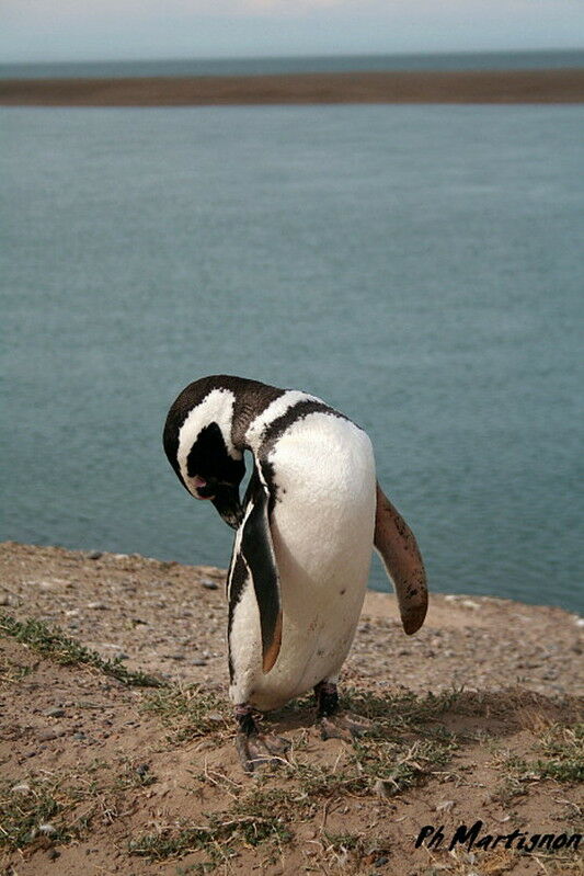 Magellanic Penguin