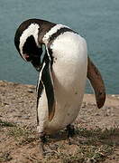 Magellanic Penguin