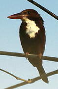 White-throated Kingfisher