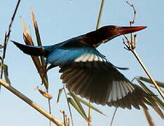 White-throated Kingfisher