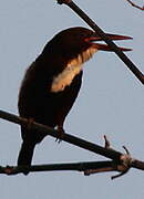 White-throated Kingfisher