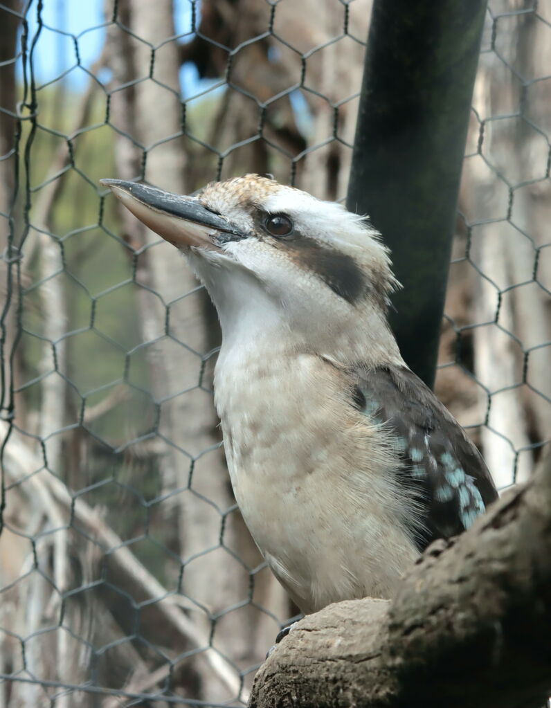 Martin-chasseur géant