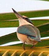 Sacred Kingfisher