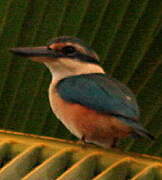 Sacred Kingfisher