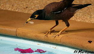 Common Myna