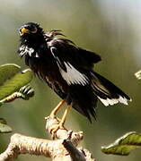 Common Myna