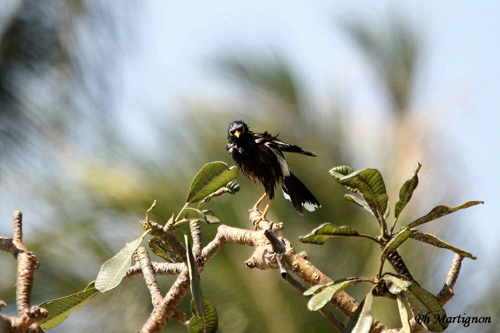 Common Myna