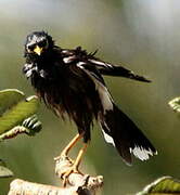 Common Myna