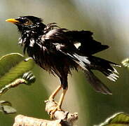 Common Myna