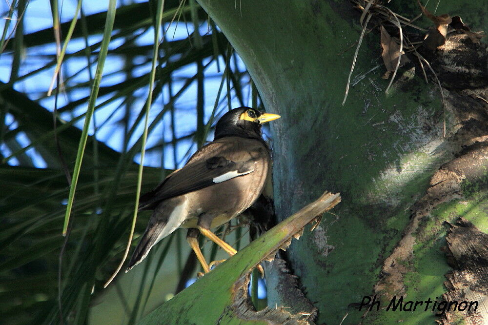 Common Myna, identification