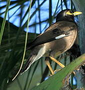 Common Myna