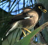 Common Myna