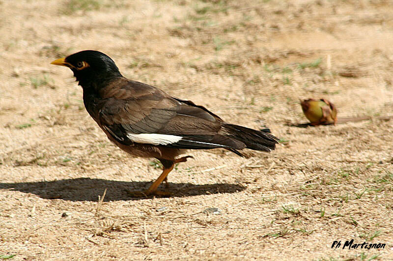 Common Myna, identification