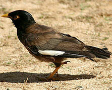 Common Myna