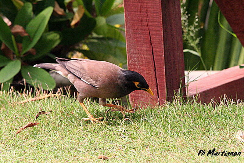 Common Myna