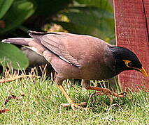 Common Myna