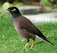 Common Myna