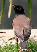 Common Myna