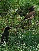 Common Myna