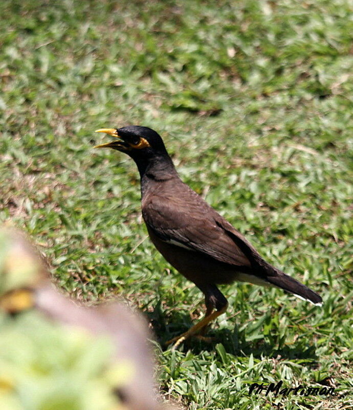 Common Myna