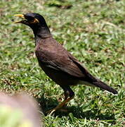 Common Myna