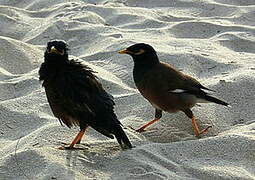 Common Myna