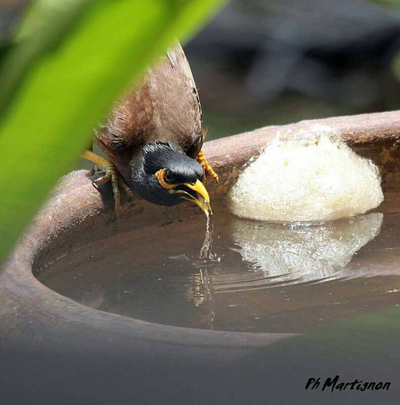 Common Myna