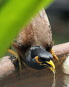 Common Myna