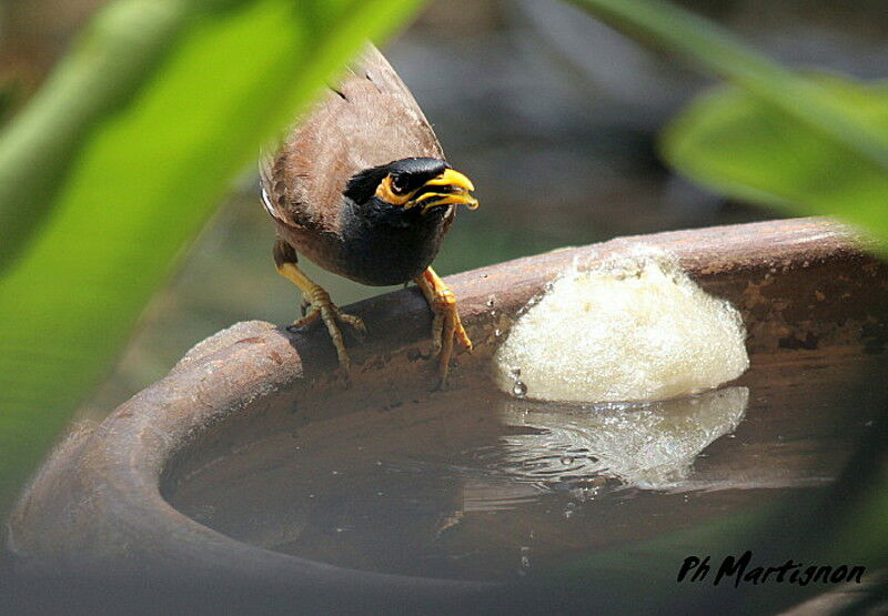 Common Myna