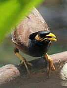 Common Myna