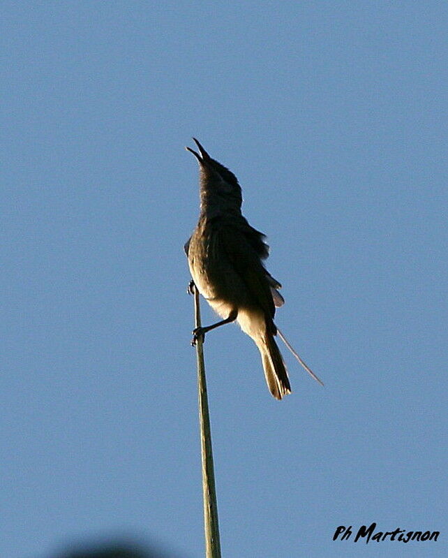 Grey-eared Honeyeater