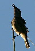 Grey-eared Honeyeater