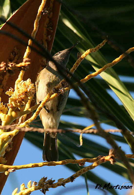 Grey-eared Honeyeater