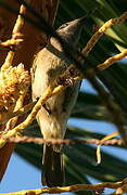 Grey-eared Honeyeater