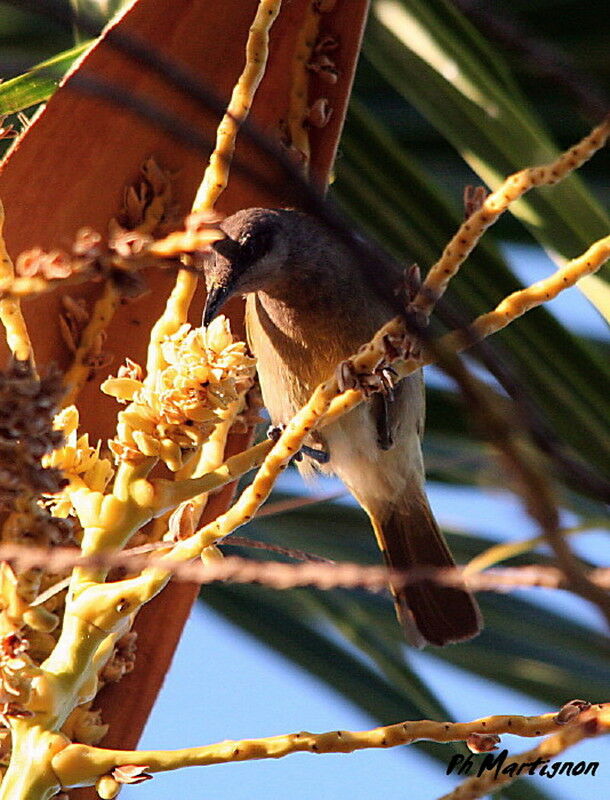 Grey-eared Honeyeater, identification