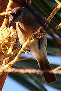 Grey-eared Honeyeater