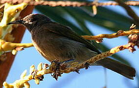 Grey-eared Honeyeater