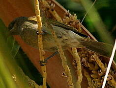 Grey-eared Honeyeater