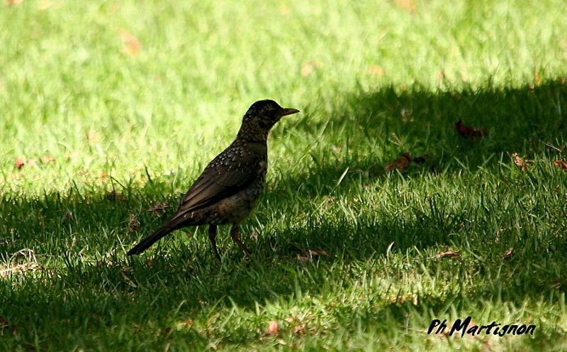 Austral Thrush