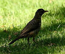 Austral Thrush