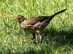 Austral Thrush