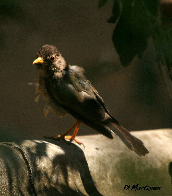 Austral Thrush