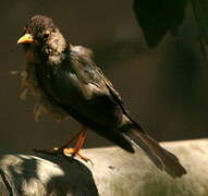 Austral Thrush