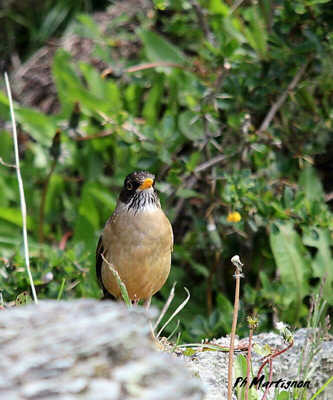 Austral Thrush